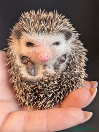 Pygmy Hedgehog rodents - Advert 7