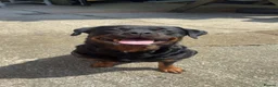 Rottweiler dogs for sale: Rottweiler pups  - Advert 8