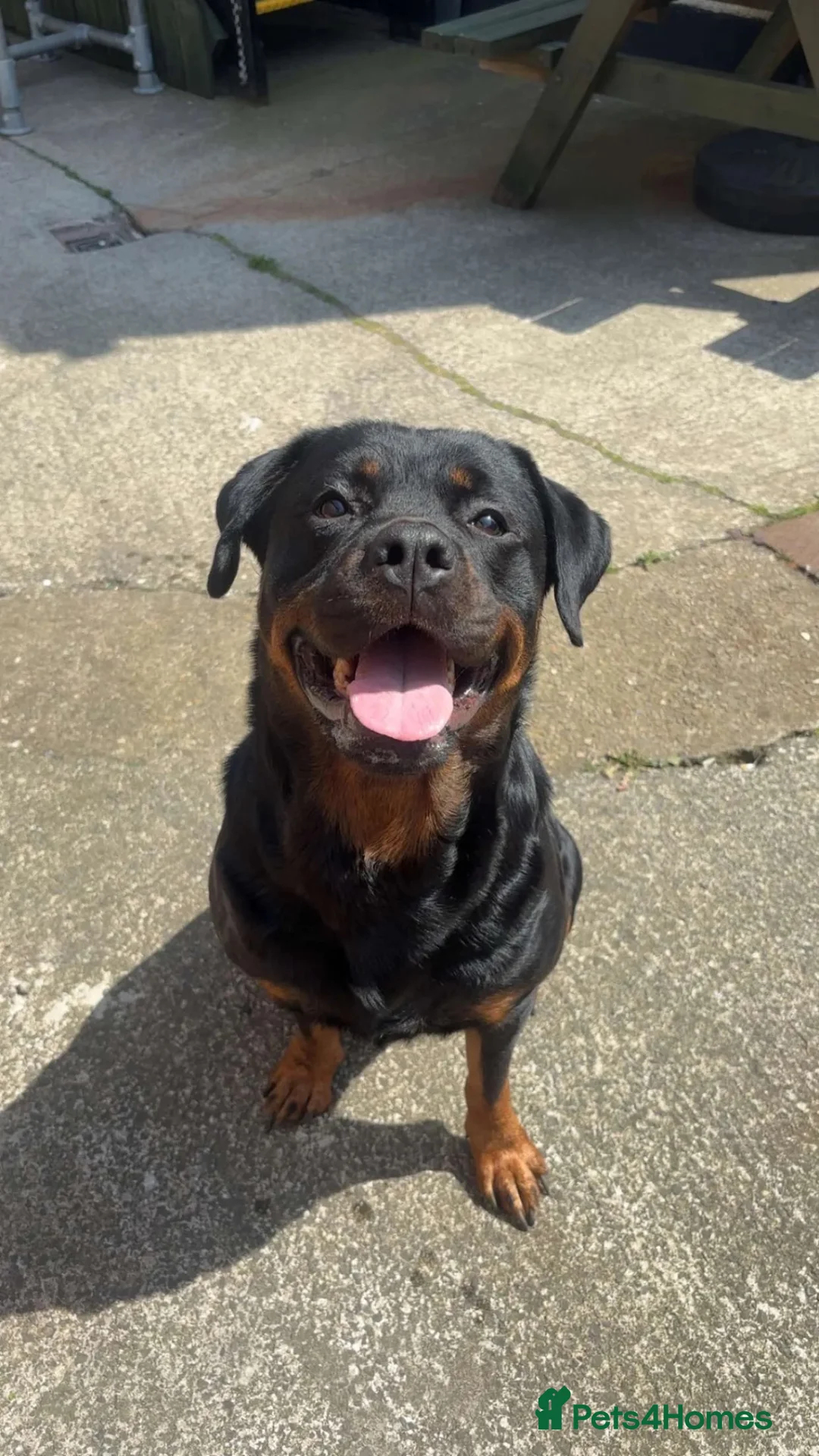 Rottweiler dogs for sale: Rottweiler pups  - Advert 8