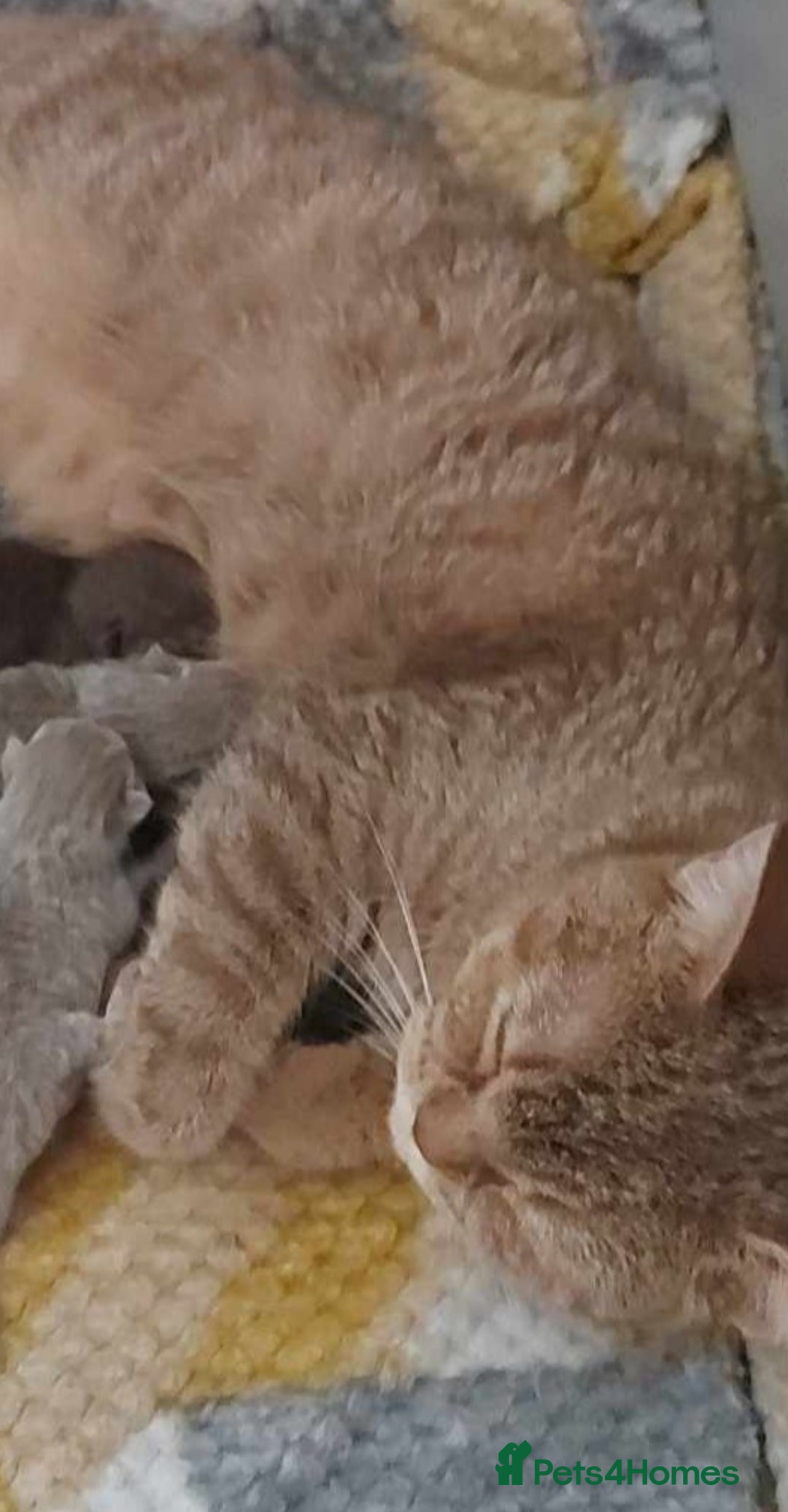 British Shorthair cats for sale: British shorthair kittens and scotish fold  - Image 36
