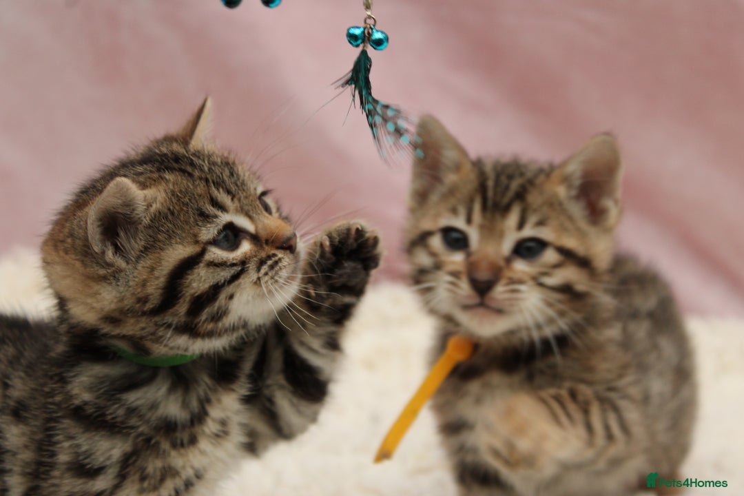 Bengal cats for sale: 🔥Stunning Bengals for reservation only 2 left🔥 - Advert 3