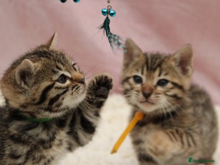 Bengal cats 🔥Stunning Bengals for reservation only 2 left🔥 - Advert 8