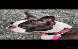 Boston Terrier dogs for sale: Kc reg true to type Boston terrier puppies - Image 15