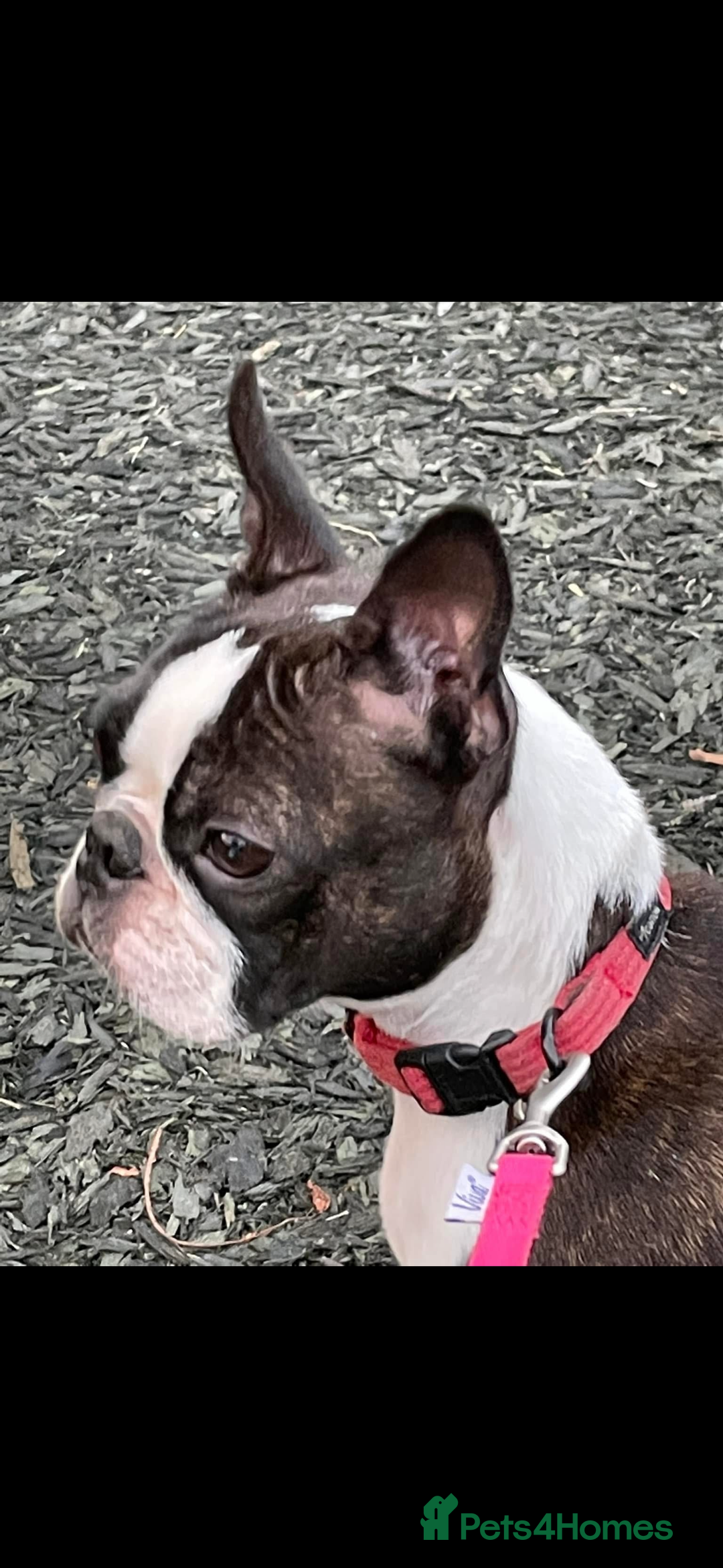 Boston Terrier dogs for sale: Kc reg true to type Boston terrier puppies - Image 15