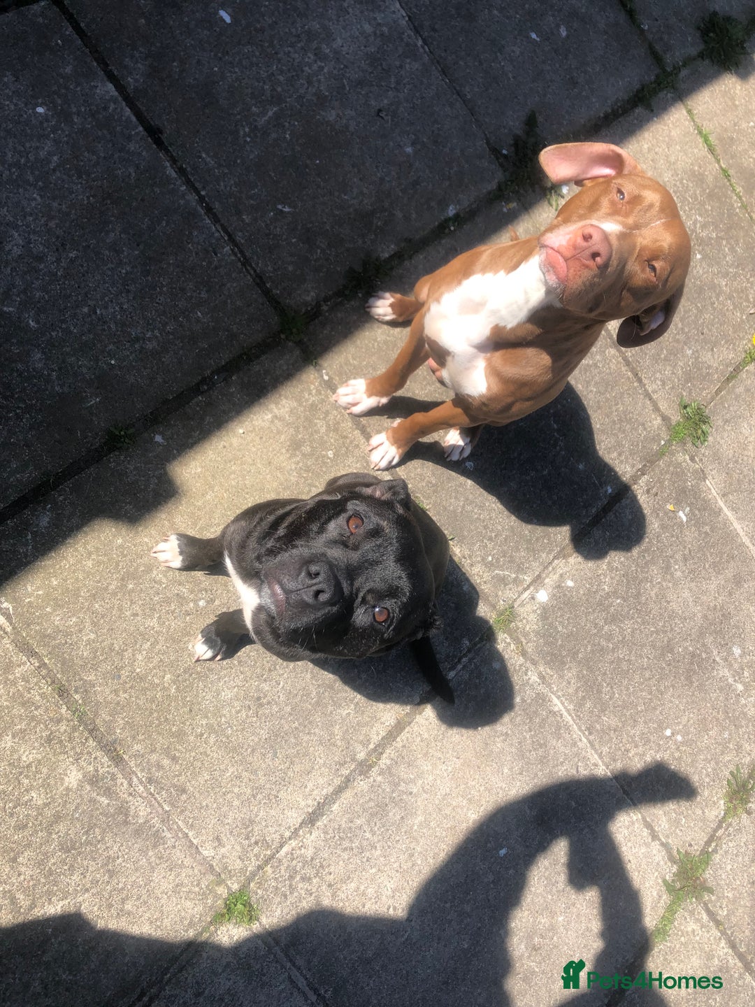 Mixed Breed dogs for sale: Staffy pups - Advert 4