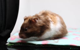 Hamster rodents for sale: Now reserved  - Image 2