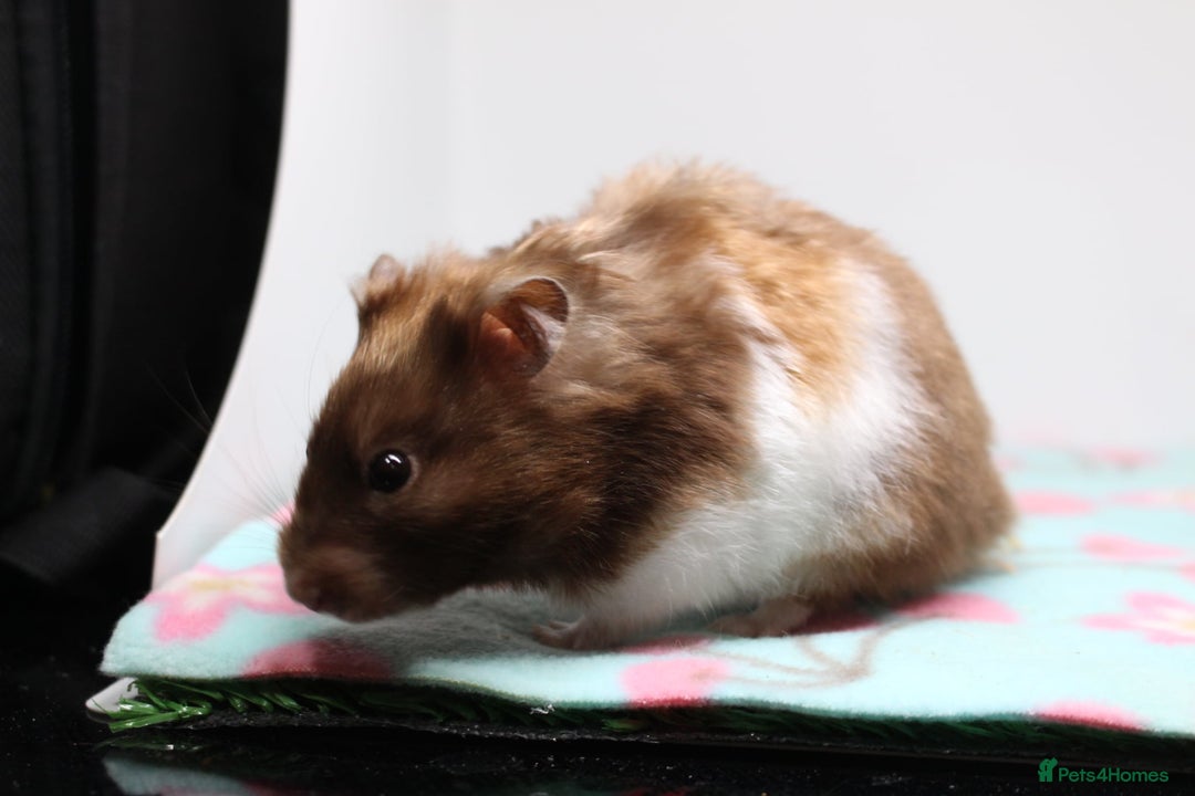 Hamster rodents for sale: Now reserved  - Image 2