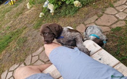 German Shorthaired Pointer dogs for sale: German Shorthair Pointer - Image 5
