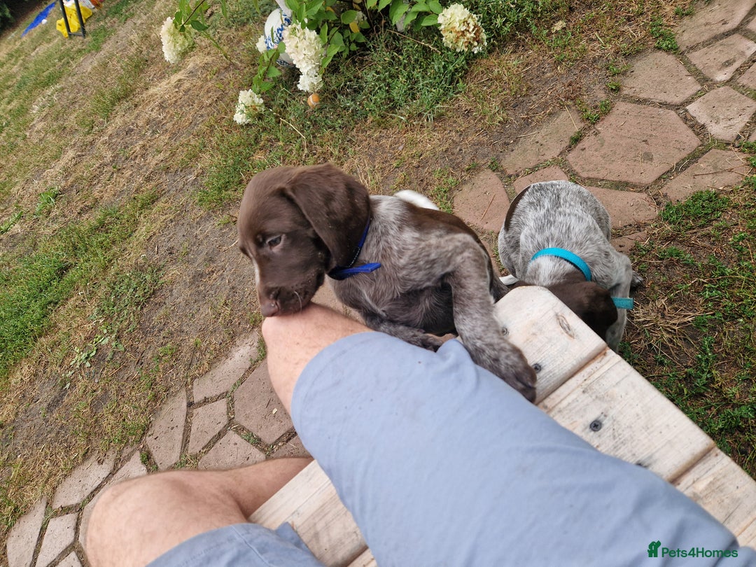 German Shorthaired Pointer dogs for sale: German Shorthair Pointer - Image 5