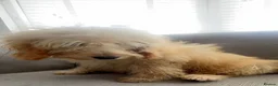 Cockapoo dogs for sale: Cockerpoo  - Advert 3