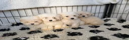 Mixed Breed dogs for sale: Cotonoodle pups ready now  - Advert 2