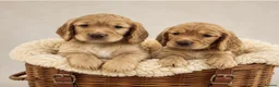 Cocker Spaniel dogs for sale: Golden cocker spaniel pups  - Advert 9