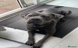 Cane Corso dogs for sale: Bleu is looking for a new home  - Image 2