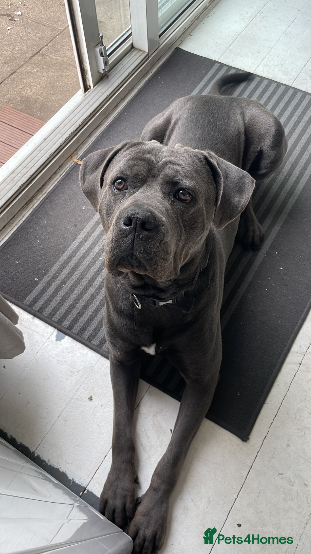 Cane Corso dogs for sale: Bleu is looking for a new home  - Image 2