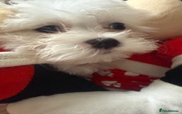 Maltese dogs for sale: Maltese puppy’s  - Image 6