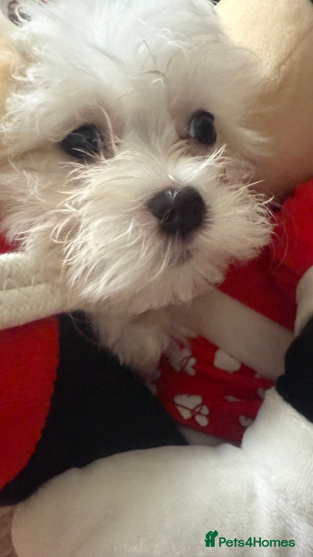Maltese dogs for sale: Maltese puppy’s  - Image 6