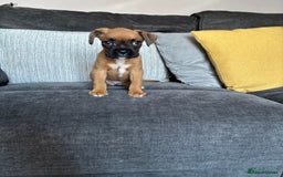 Boxer dogs for sale: Gorgeous boxer puppies for sale  - Image 7