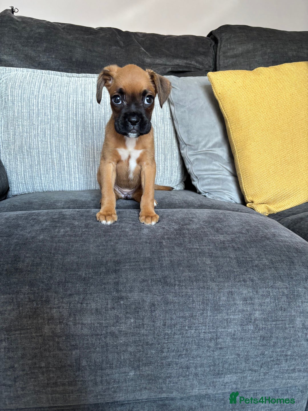 Boxer dogs for sale: Gorgeous boxer puppies for sale  - Image 7