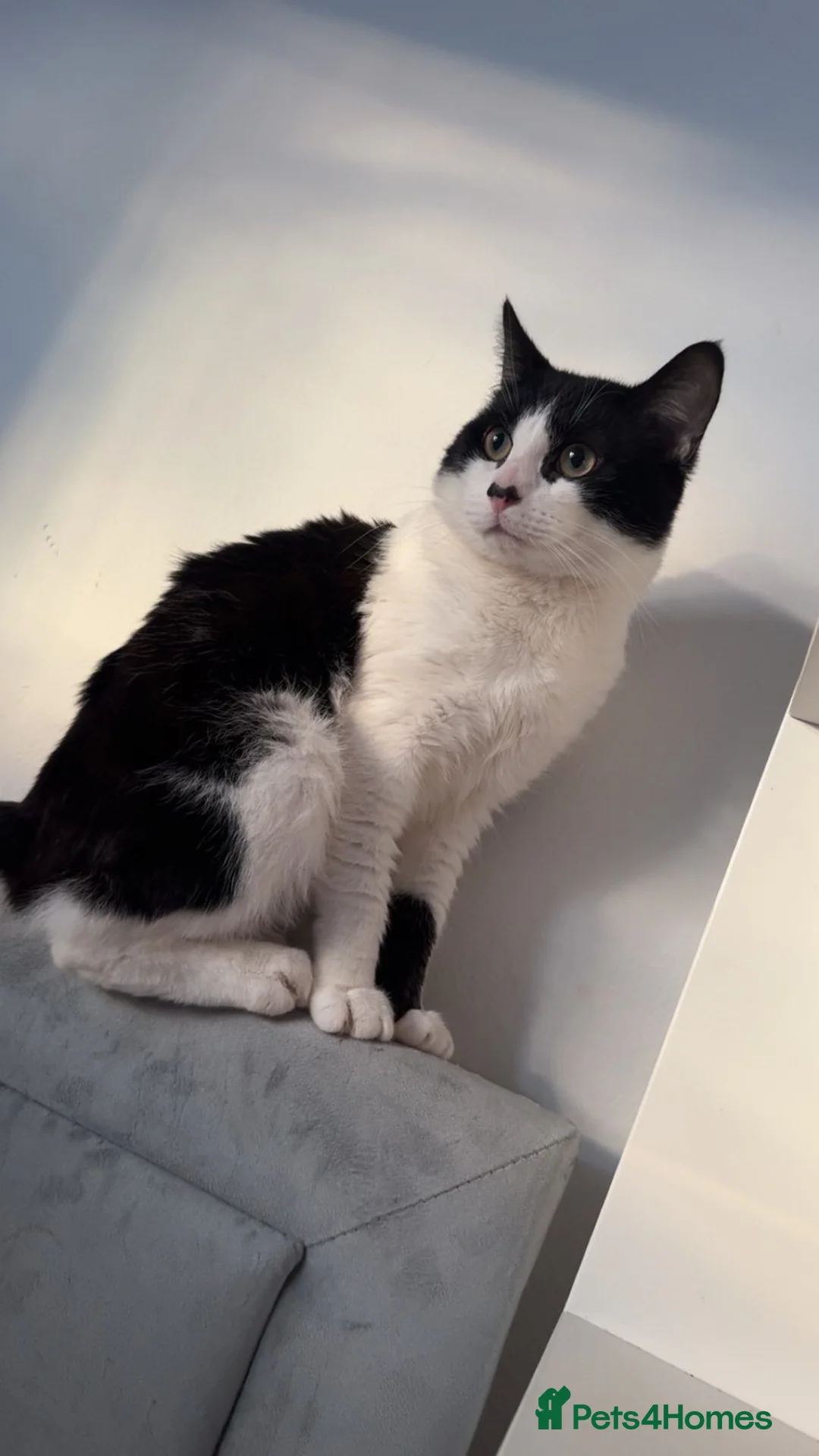 Mixed Breed cats for sale: Male Black And White Cat  - Advert 1