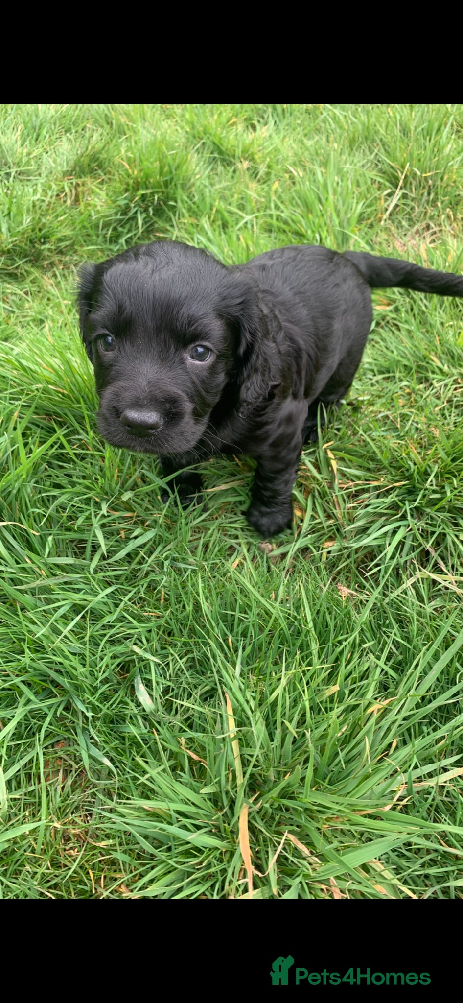 Labrador Retriever dogs Fantastic Labrador Pups - Advert 2