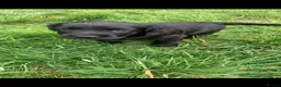 Labrador Retriever dogs for sale: Fantastic Labrador Pups - Advert 3