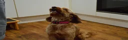Cockapoo dogs for sale: Cockapoo Puppies - 3 Boys & 3 Girls in Benfleet - Advert 25