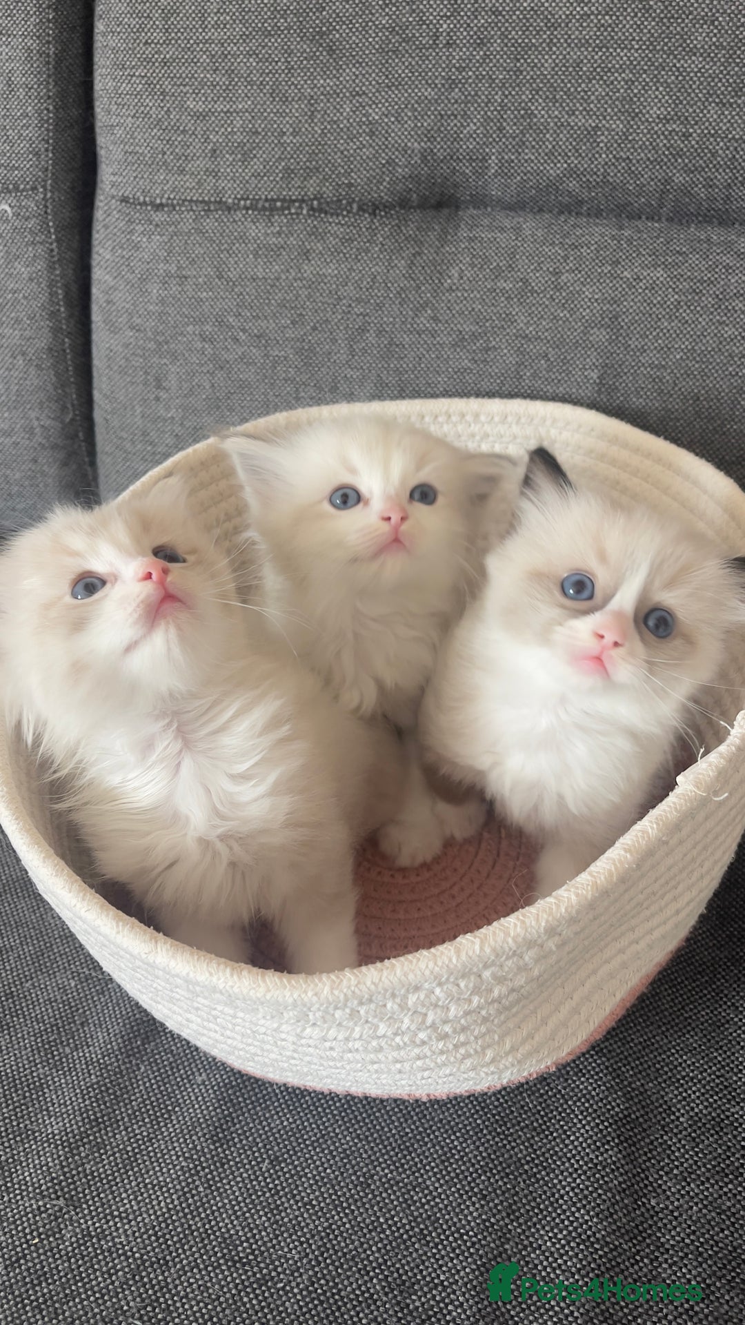 Ragdoll cats for sale: Beautiful Ragdoll Kittens Ready for Reservaton! 🐾 - Image 3