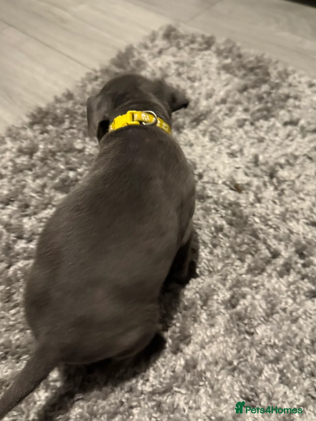 Staffordshire Bull Terrier dogs for sale: 1 female  Blue Staffordshire bull terrier staffy - Advert 32