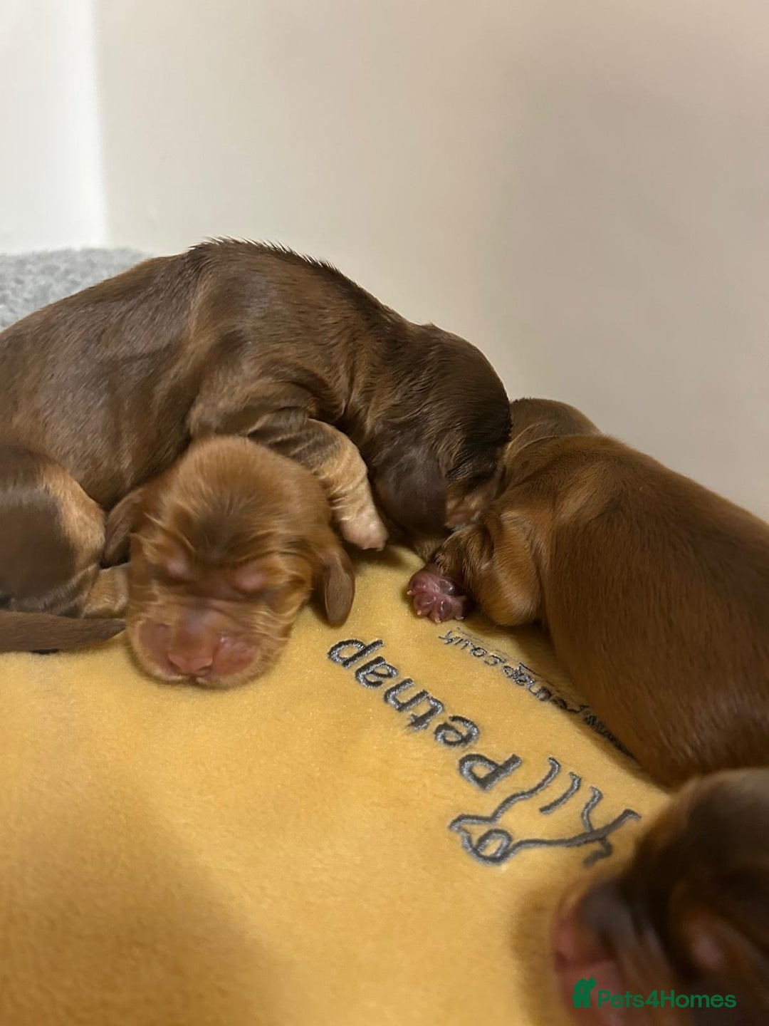 Cocker Spaniel dogs for sale: Show Cocker Spaniel Puppies - Advert 2