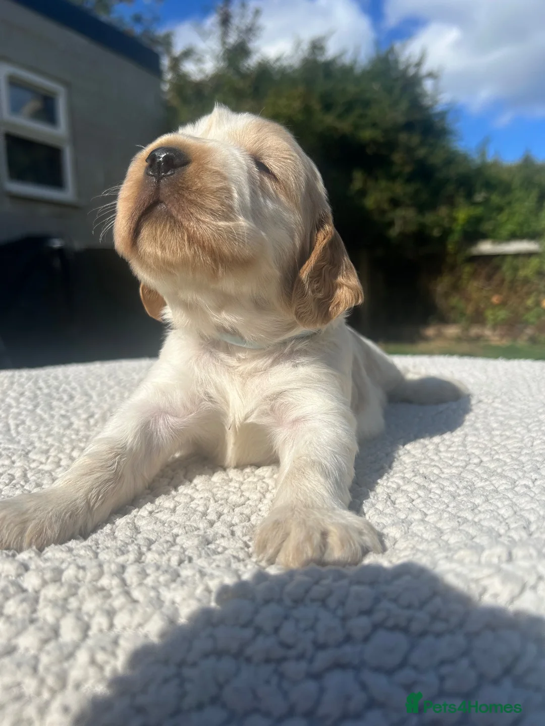 Cocker Spaniel dogs for sale: Cocker Spaniel Pups  - Advert 19
