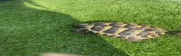 Hermann Tortoise reptiles for sale: Herman Tortoise in Reading - Advert 2