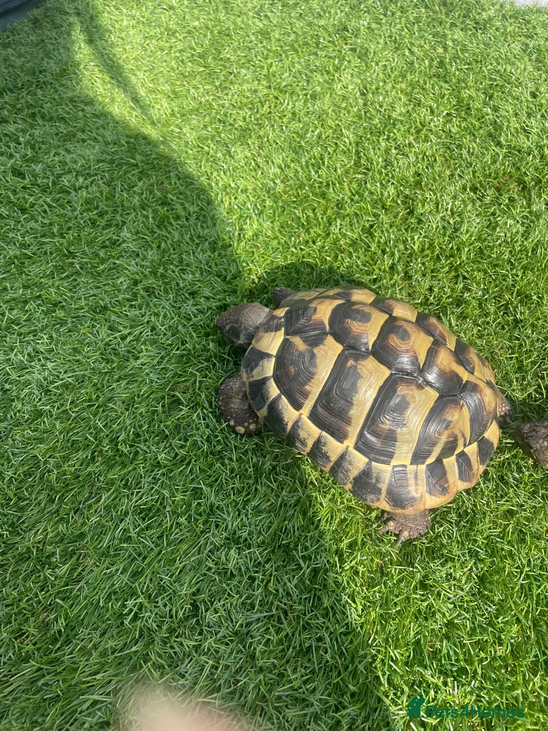 Hermann Tortoise reptiles for sale: Herman Tortoise in Reading - Advert 2