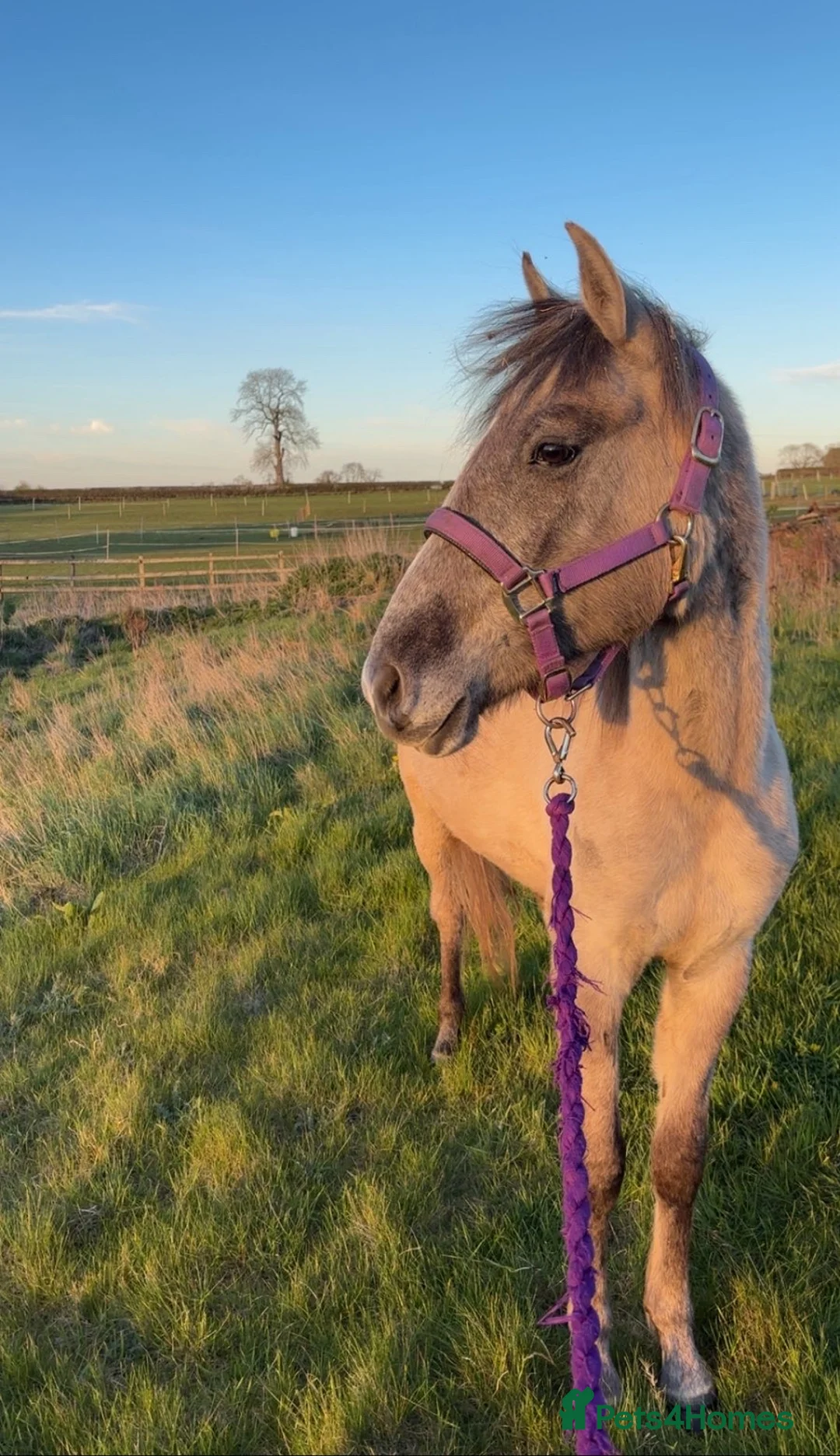 Irish Sports horses for sale: Kind Temperament, 2 year old Filly - Advert 2