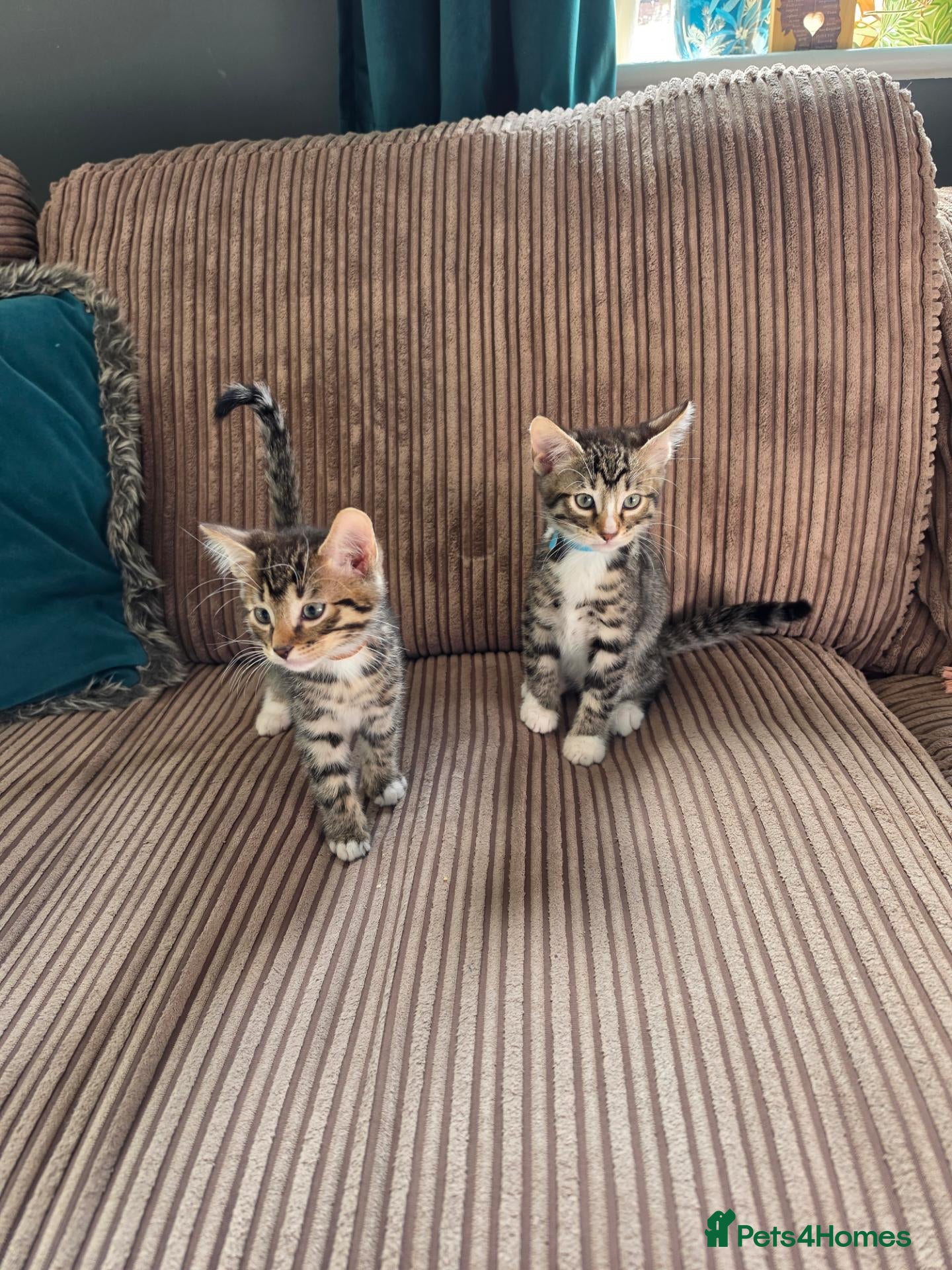 Mixed Breed cats Bengal X kittens READY NOW 2 Males left - Advert 2