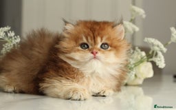 British Longhair cats for sale: Last Golden Chinchilla ny12 LH kitty - Image 13