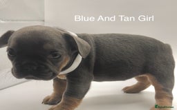 French Bulldog dogs for sale: 🏆KC Reg Blue French Bulldog Puppies – Fluffy - Image 7