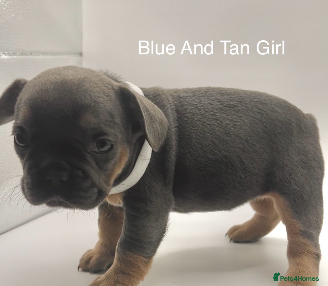 French Bulldog dogs for sale: 🏆KC Reg Blue French Bulldog Puppies – Fluffy - Image 7