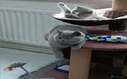British Shorthair cats for sale: British shorthairs from  champion  line's  - Image 5