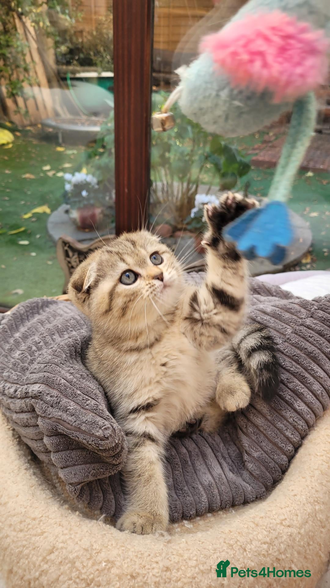 Scottish Fold cats Scottish fold  - Advert 9