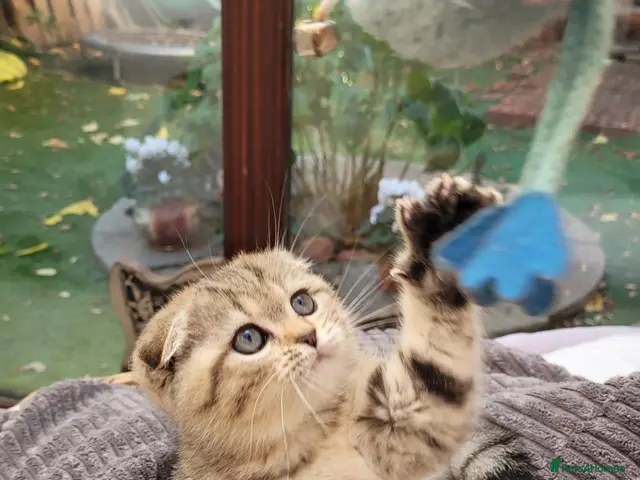 Scottish Fold cats Scottish fold - Advert 9