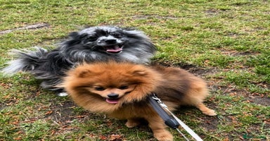 Pomeranian dogs - Advert 11