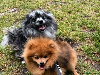 Pomeranian dogs - Advert 8