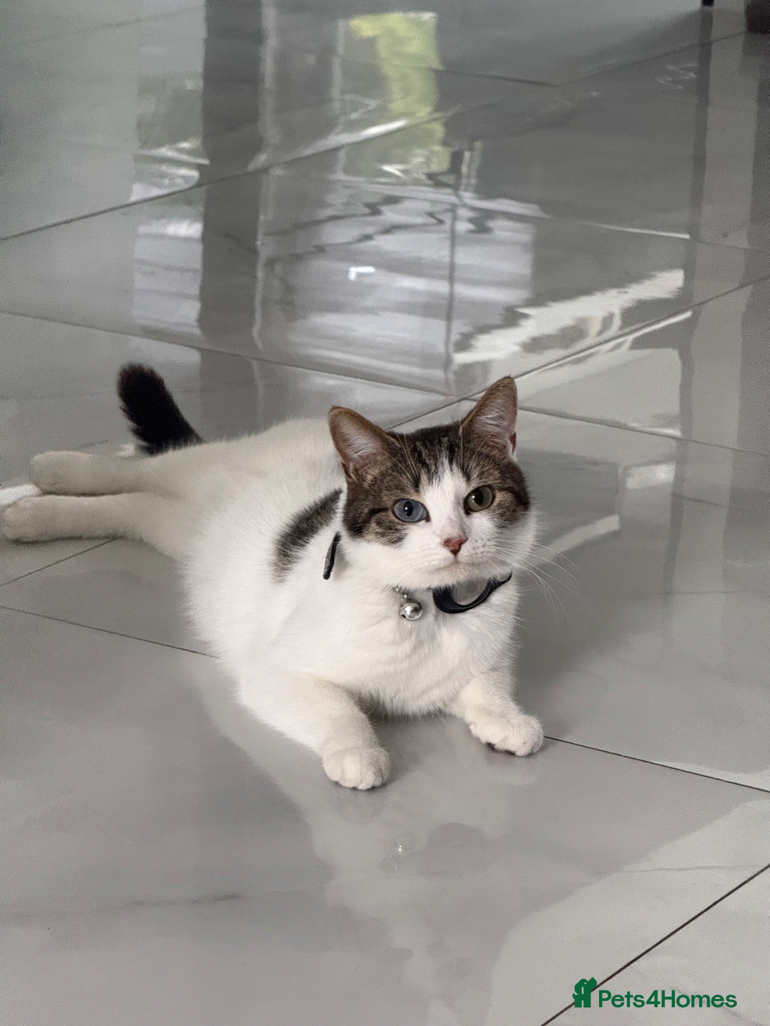 Mixed Breed cats Beautiful Black/Dark Brown Tabby Girl - Advert 11