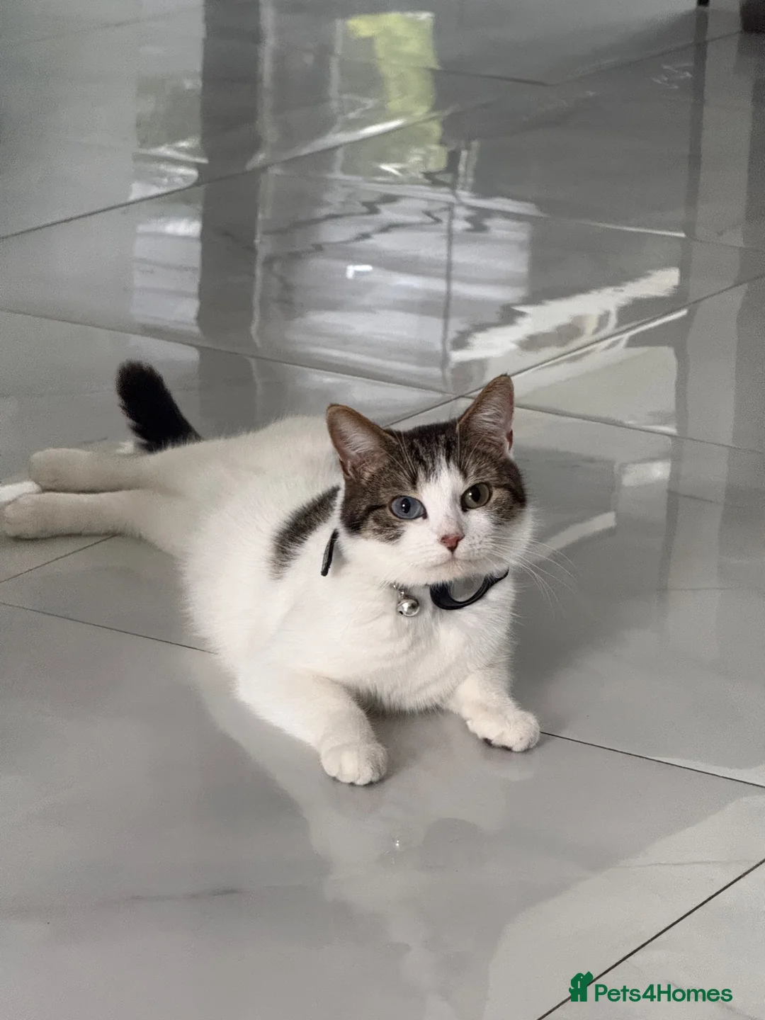 Mixed Breed cats for sale: Beautiful Black/Dark Brown Tabby Girl - Advert 1