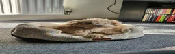 Mixed Breed dogs for sale: Monty in Huntingdon - Advert 3