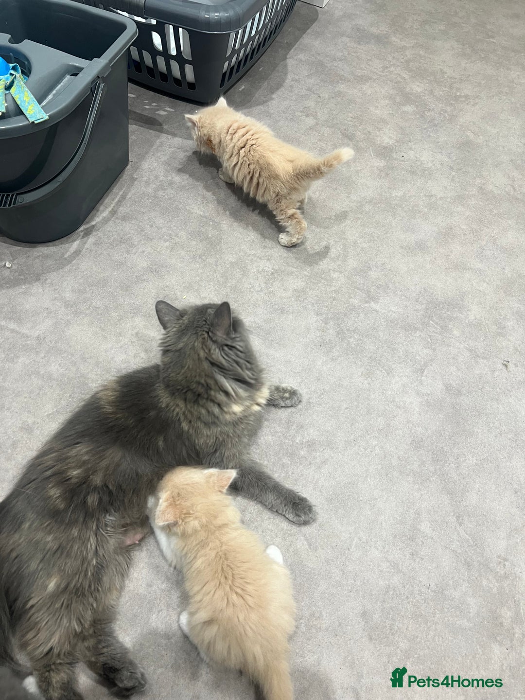 Ragdoll cats for sale: Persian x Ragdoll kittens - Image 11