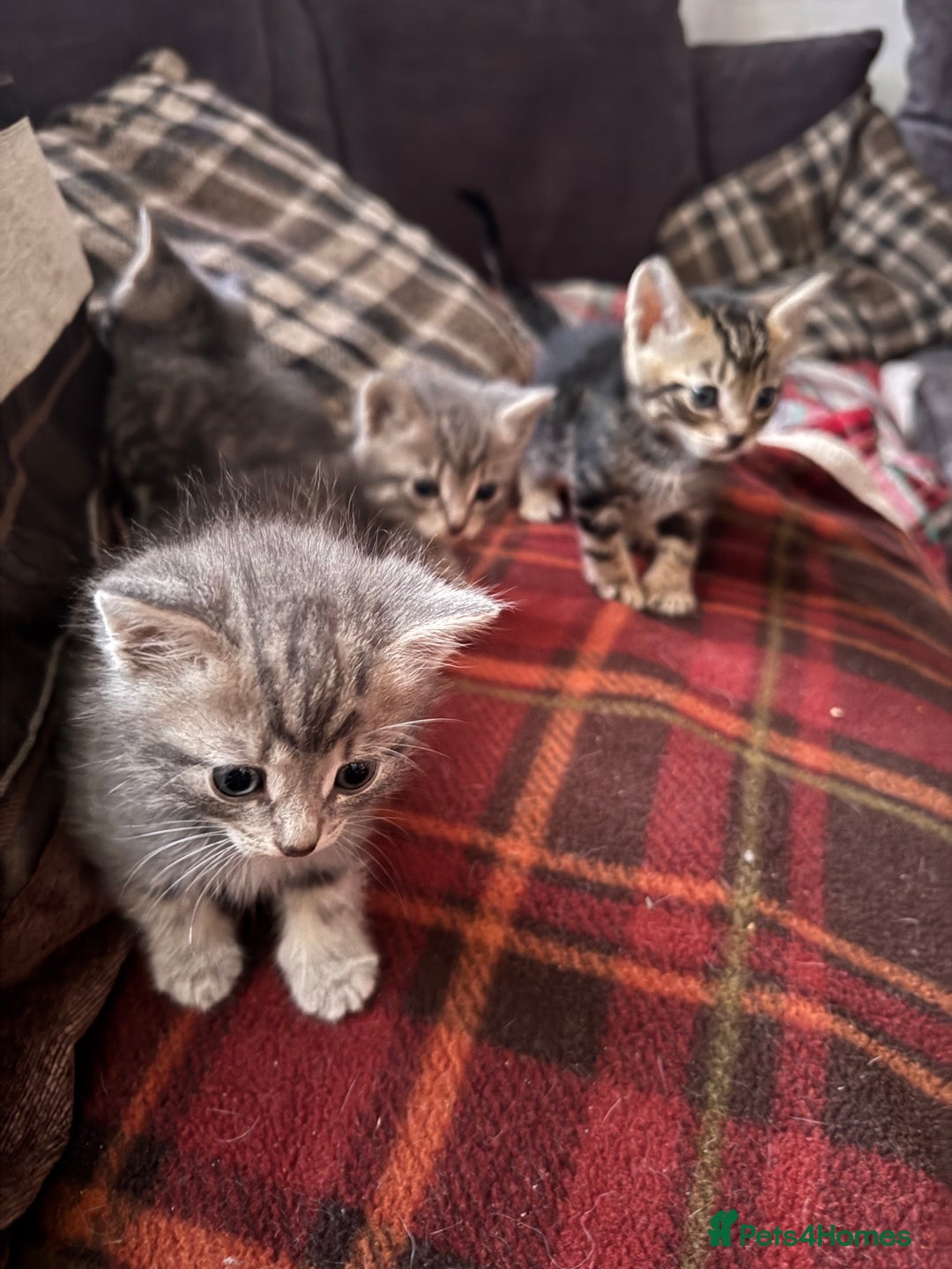 Mixed Breed cats for sale: I have 4 beautiful babies 3 boys 1 girl - Advert 12