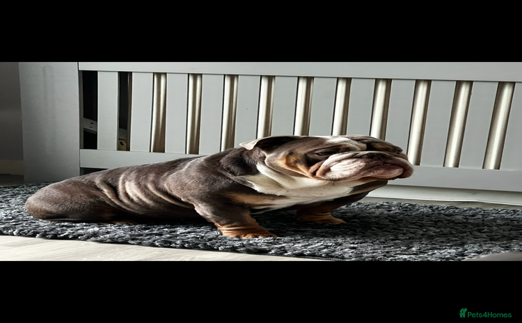 English Bulldog dogs - Advert 1