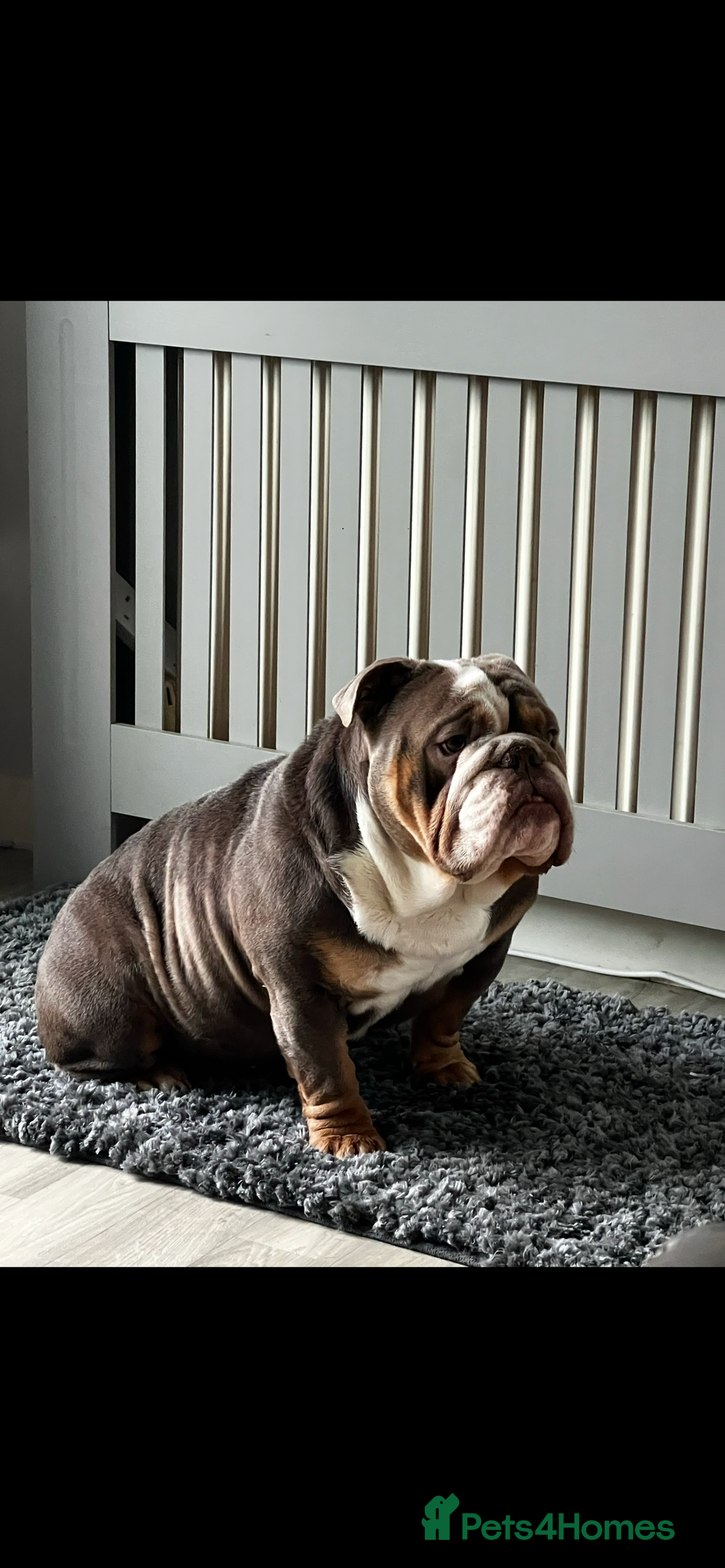 English Bulldog dogs for stud: Reginald STUD  - Advert 1