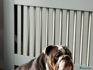 English Bulldog dogs - Advert 1